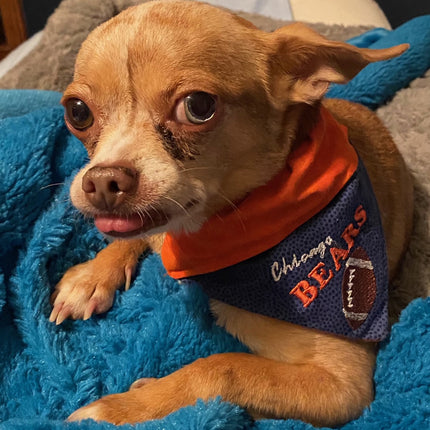 Chicago Bears / Over the Collar Dog Bandana