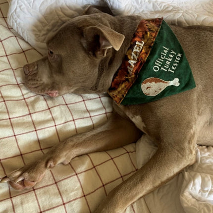 Official Turkey Tester / Thanksgiving Dog Bandana