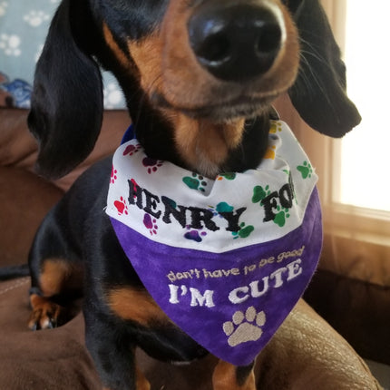 I'm Cute / Over the Collar Dog Bandana