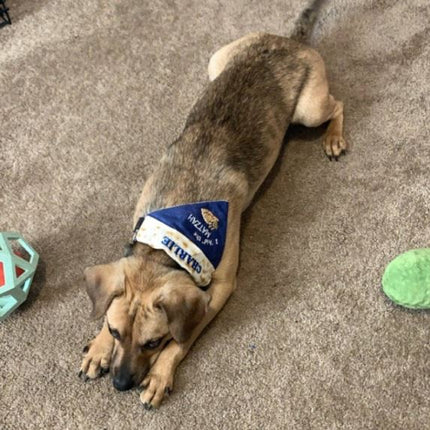I Hid the Matzah Dog Bandana / Passover Over the Collar Dog Bandana