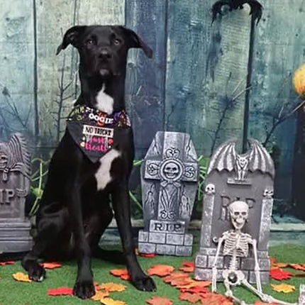 No Tricks Just Treats / Over the Collar Dog Bandana
