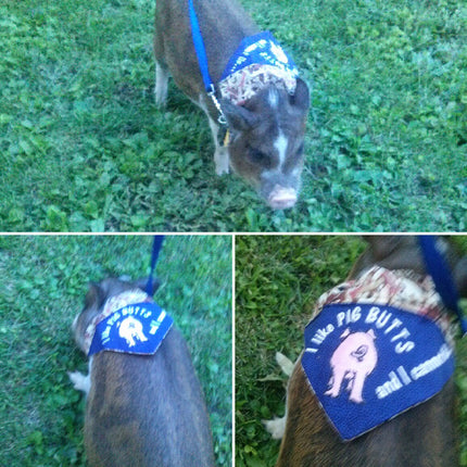 bandana on pig