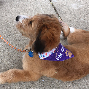 I'm Cute / Over the Collar Dog Bandana