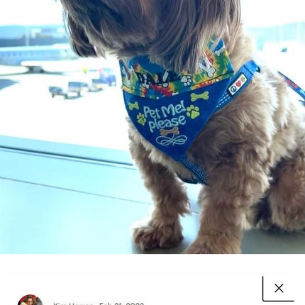 Pet Me Please / Over the Collar Dog Bandana