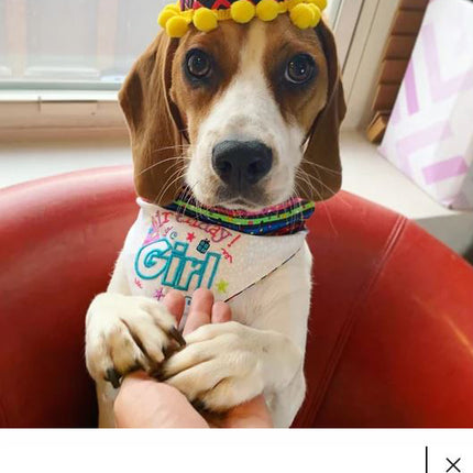 Birthday Girl / Over the Collar Dog Bandana