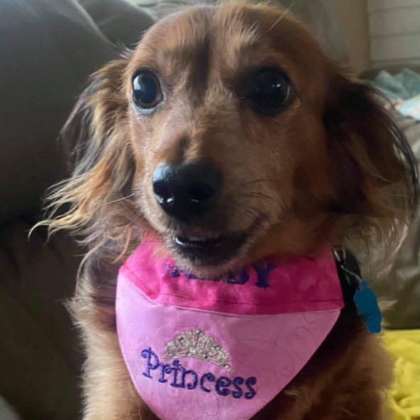 Princess Over the Collar Dog Bandana Mydeye