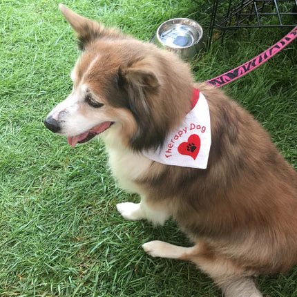 Therapy Dog / Over the Collar Dog Bandana