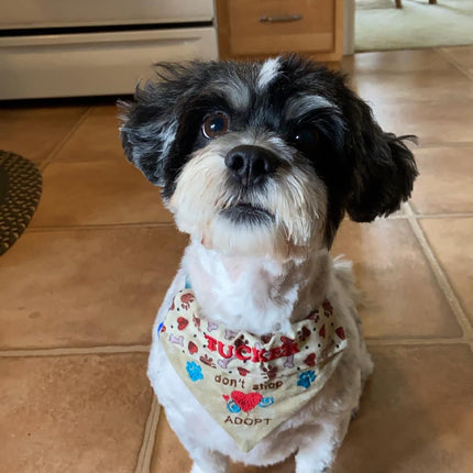 Don't Shop - Adopt / Over the Collar Dog Bandana